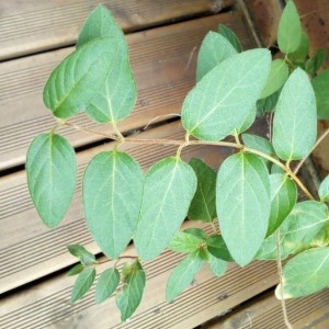 Photographie n°2235033 du taxon Lonicera caprifolium L. [1753]