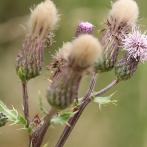 Photographie n°2235065 du taxon Cirsium arvense (L.) Scop. [1772]