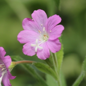 Photographie n°2235075 du taxon Epilobium hirsutum L.