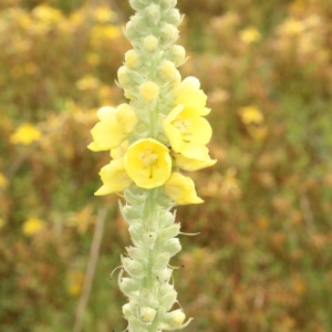 Photographie n°2235089 du taxon Verbascum thapsus L. [1753]