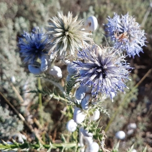 Photographie n°2235102 du taxon Echinops ritro L. [1753]