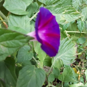 Photographie n°2235159 du taxon Ipomoea purpurea (L.) Roth [1787]