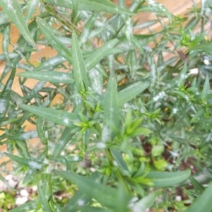 Photographie n°2235197 du taxon Artemisia dracunculus L. [1753]
