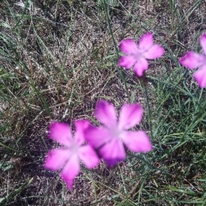 Photographie n°2235224 du taxon Dianthus carthusianorum L. [1753]