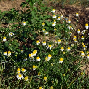 Photographie n°2235252 du taxon Tripleurospermum inodorum (L.) Sch.Bip. [1844]