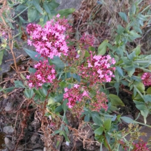 Photographie n°2235258 du taxon Centranthus ruber (L.) DC. [1805]