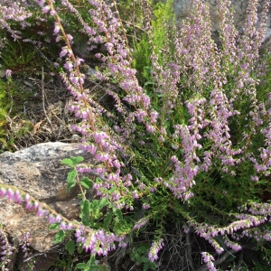 Photographie n°2235278 du taxon Calluna vulgaris (L.) Hull