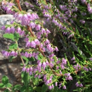 Photographie n°2235279 du taxon Calluna vulgaris (L.) Hull