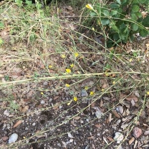 Photographie n°2235281 du taxon Chondrilla juncea L. [1753]