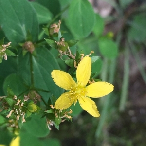Photographie n°2235282 du taxon Hypericum perforatum L. [1753]