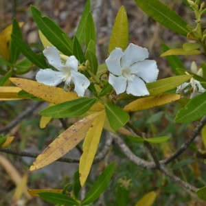 Photographie n°2235307 du taxon Nerium oleander L. [1753]