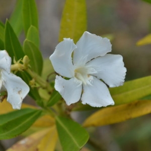 Photographie n°2235308 du taxon Nerium oleander L. [1753]