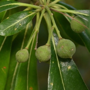 Photographie n°2235311 du taxon Pittosporum tobira (Thunb.) W.T.Aiton [1811]