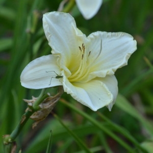 Photographie n°2235314 du taxon Hemerocallis fulva (L.) L. [1762]