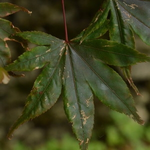 Photographie n°2235326 du taxon Acer palmatum Thunb. [1784]