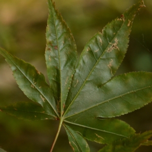 Photographie n°2235327 du taxon Acer palmatum Thunb. [1784]