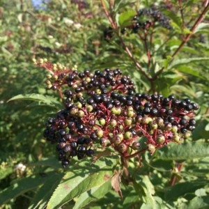 Photographie n°2235357 du taxon Sambucus nigra L. [1753]