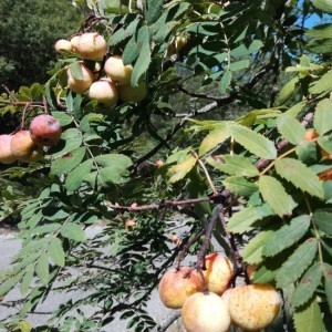 Photographie n°2235410 du taxon Sorbus domestica L. [1753]