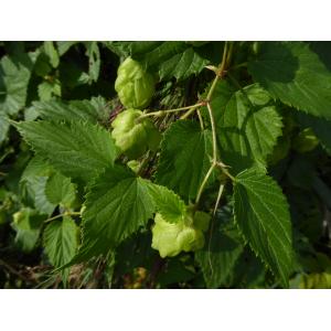 Humulus sp.