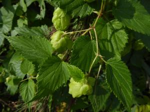 Anny Raim, le 31 août 2018 (Grand Parc Miribel Jonage, Chemin de la Bletta, 69120 Vaulx-en-Velin, France (La Forestière ))