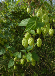 Anny Raim, le 31 août 2018 (Grand Parc Miribel Jonage, Chemin de la Bletta, 69120 Vaulx-en-Velin, France (La Forestière ))