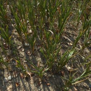 Photographie n°2235506 du taxon Sorghum vulgare Pers. [1805]