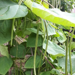 Photographie n°2235518 du taxon Catalpa bignonioides Walter [1788]