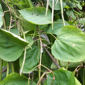 Photographie n°2235520 du taxon Catalpa bignonioides Walter [1788]