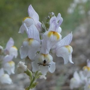 Photographie n°2235667 du taxon Linaria repens (L.) Mill. [1768]