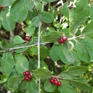 Photographie n°2235701 du taxon Lonicera xylosteum L. [1753]