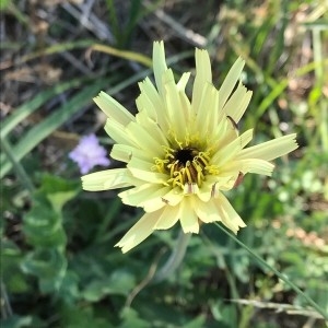 Photographie n°2235732 du taxon Urospermum dalechampii (L.) Scop. ex F.W.Schmidt [1795]