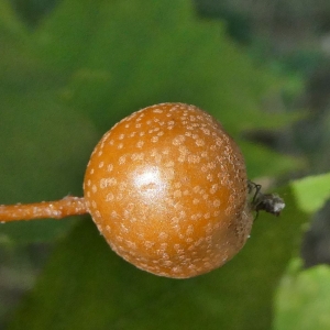 Photographie n°2235737 du taxon Sorbus torminalis (L.) Crantz [1763]
