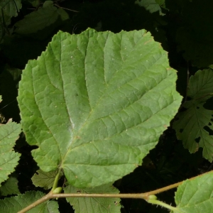 Photographie n°2235740 du taxon Corylus avellana L. [1753]