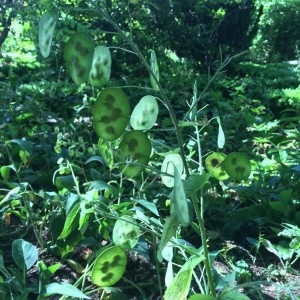 Photographie n°2235770 du taxon Lunaria annua L. [1753]