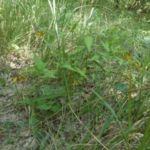 Photographie n°2235779 du taxon Melampyrum nemorosum L. [1753]