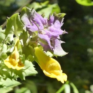 Photographie n°2235784 du taxon Melampyrum nemorosum L. [1753]