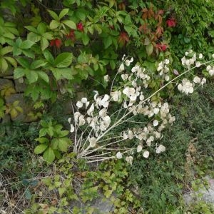 Photographie n°2235786 du taxon Lunaria annua L. [1753]