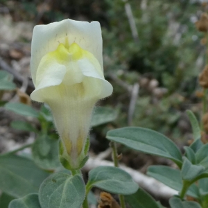 Photographie n°2235794 du taxon Antirrhinum majus L. [1753]