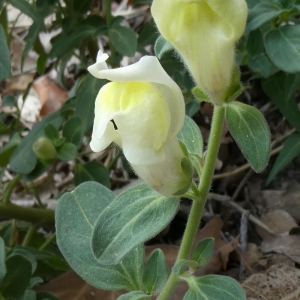 Photographie n°2235796 du taxon Antirrhinum majus L. [1753]