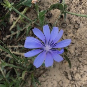 Photographie n°2235800 du taxon Cichorium intybus L. [1753]