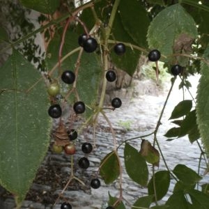 Photographie n°2235806 du taxon Sambucus nigra L. [1753]