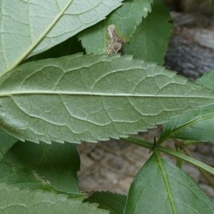 Photographie n°2235808 du taxon Sambucus nigra L. [1753]