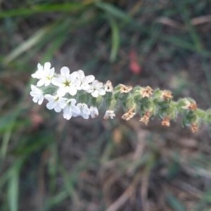 Photographie n°2235818 du taxon Heliotropium europaeum L. [1753]