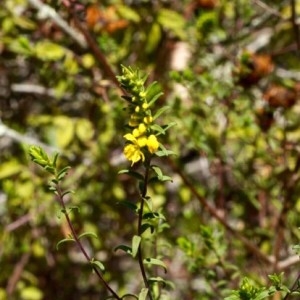 Photographie n°2235857 du taxon Odontites luteus (L.) Clairv. [1811]