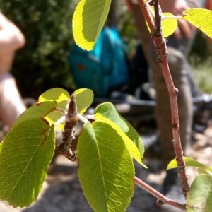 Photographie n°2235886 du taxon Pyrus communis L. [1753]