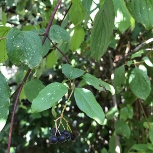 Photographie n°2235899 du taxon Cornus sanguinea L.