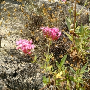 Photographie n°2235906 du taxon Centranthus ruber (L.) DC. [1805]