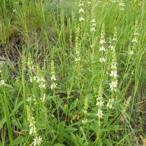 Photographie n°2235955 du taxon Stachys recta L.