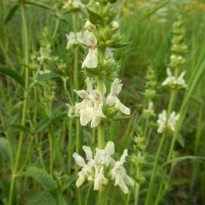 Photographie n°2235956 du taxon Stachys recta L.