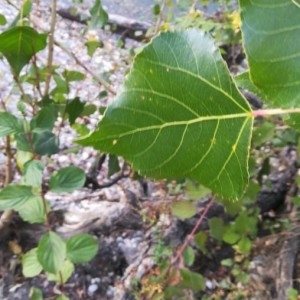 Photographie n°2235971 du taxon Populus nigra L. [1753]